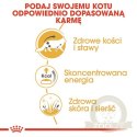Royal Canin Maine Coon karma mokra w sosie dla kotów dorosłych rasy maine coon saszetka 85g