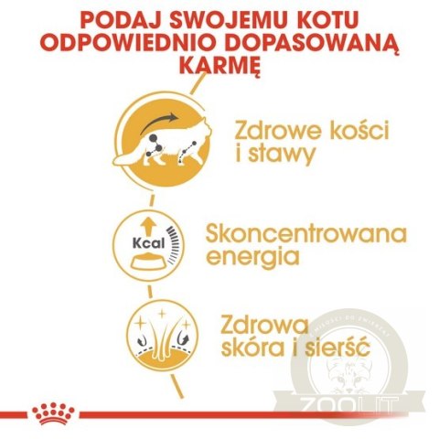 Royal Canin Maine Coon karma mokra w sosie dla kotów dorosłych rasy maine coon saszetka 85g Royal Canin Maine Coon karma mokra w sosie dla kotów dorosłych rasy maine coon saszetka 85g