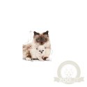 Royal Canin Mother & Babycat Mousse karma mokra - mus dla kociąt i kotek karmiących puszka 195g