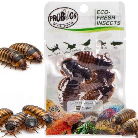 Probugs Big Reptiles Set - zestaw robaków dla dużych gadów Probugs Big Reptiles Set - zestaw robaków dla dużych gadów