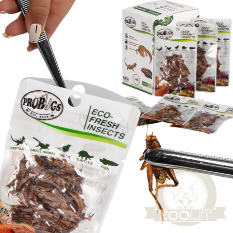 Probugs Reptiles Set - zestaw robaków dla średnich gadów Probugs Reptiles Set - zestaw robaków dla średnich gadów
