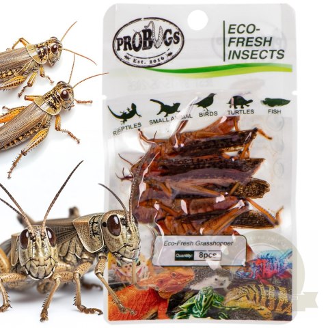 Probugs Reptiles Set - zestaw robaków dla średnich gadów Probugs Reptiles Set - zestaw robaków dla średnich gadów