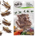 Probugs Reptiles Set - zestaw robaków dla średnich gadów