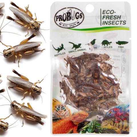 Probugs Reptiles Set - zestaw robaków dla średnich gadów Probugs Reptiles Set - zestaw robaków dla średnich gadów