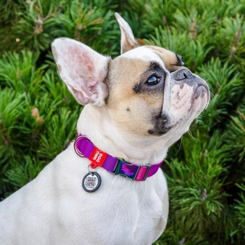 Collar WauDog Recycled Obroża nylonowa z QR-paszportem, gradient XL 25mm x 37-58cm fioletowy Collar WauDog Recycled Obroża nylonowa z QR-paszportem, gradient XL 25mm x 37-58cm fioletowy