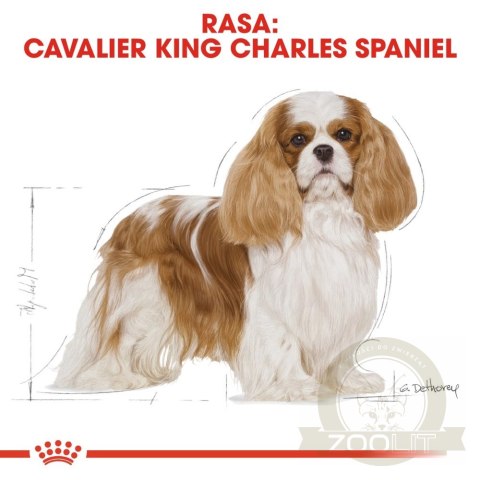 ROYAL CANIN Cavalier King Charles Spaniel Adult 1,5kg ROYAL CANIN Cavalier King Charles Spaniel Adult 1,5kg