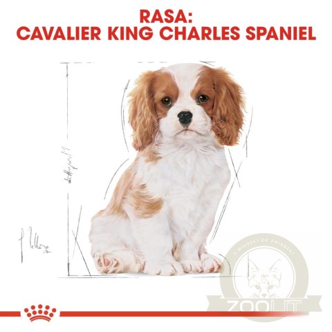 ROYAL CANIN Cavalier King Charles Spaniel Puppy 1,5kg ROYAL CANIN Cavalier King Charles Spaniel Puppy 1,5kg