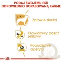 ROYAL CANIN Chihuahua Adult 12x85g