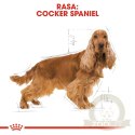 ROYAL CANIN Cocker Spaniel Adult 12kg