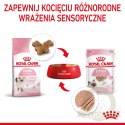 ROYAL CANIN Kitten Pasztet 12x85g