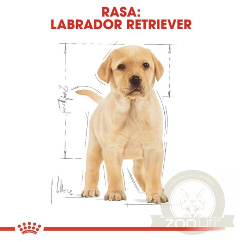 ROYAL CANIN Labrador Retriever Puppy 12kg ROYAL CANIN Labrador Retriever Puppy 12kg