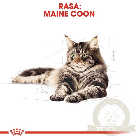 ROYAL CANIN Maine Coon Adult 12x85g ROYAL CANIN Maine Coon Adult 12x85g