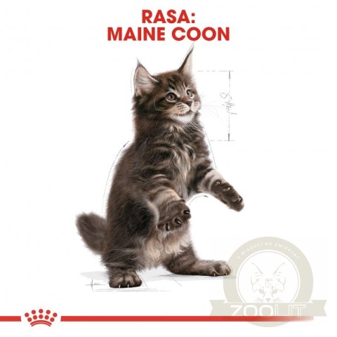 ROYAL CANIN Maine Coon Kitten 400g ROYAL CANIN Maine Coon Kitten 400g