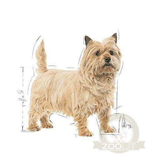ROYAL CANIN CCN Mini Light Weight Care 8kg ROYAL CANIN CCN Mini Light Weight Care 8kg