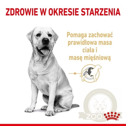 ROYAL CANIN Labrador Retriever Adult 5+ 12kg ROYAL CANIN Labrador Retriever Adult 5+ 12kg