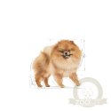 ROYAL CANIN Pomeranian 12x85g