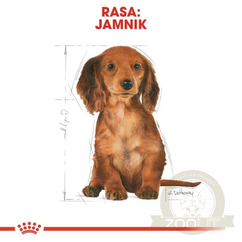 ROYAL CANIN Dachshund Puppy 1,5kg ROYAL CANIN Dachshund Puppy 1,5kg