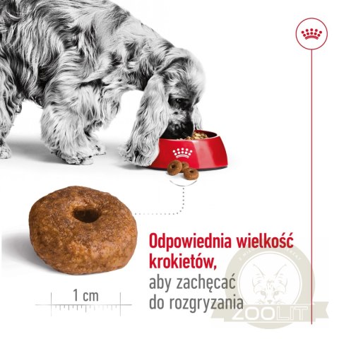 ROYAL CANIN Medium Ageing 10+ 15kg ROYAL CANIN Medium Ageing 10+ 15kg