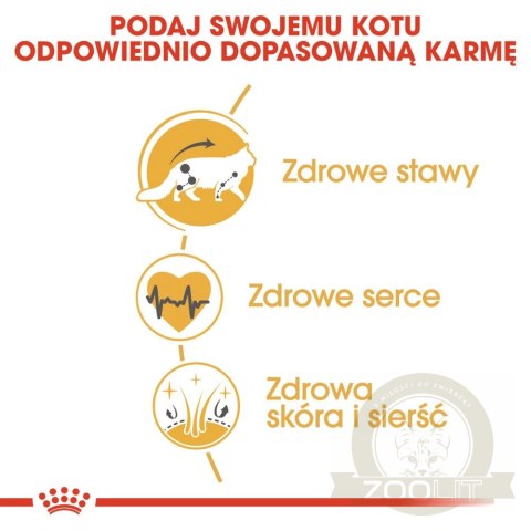 ROYAL CANIN Maine Coon Adult 2kg ROYAL CANIN Maine Coon Adult 2kg