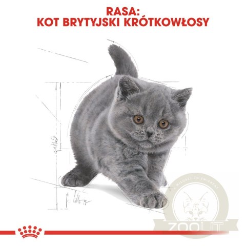 ROYAL CANIN British Shorthair Kitten 2kg ROYAL CANIN British Shorthair Kitten 2kg