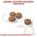 ROYAL CANIN CCN Mini Sterilised 8kg