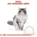 ROYAL CANIN Norwegian Forest Cat Adult 2kg