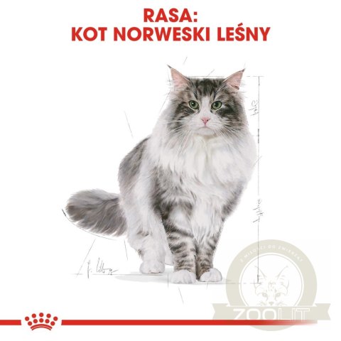 ROYAL CANIN Norwegian Forest Cat Adult 2kg ROYAL CANIN Norwegian Forest Cat Adult 2kg