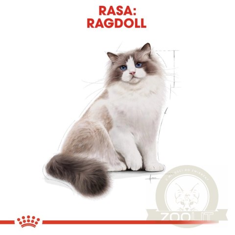 ROYAL CANIN Ragdoll Adult 2kg ROYAL CANIN Ragdoll Adult 2kg