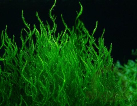 Mech Flame Moss Kubek 10cm In Vitro Piękny Mech Flame Moss Kubek 10cm In Vitro Piękny