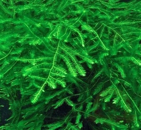 Mech Spiky Moss Kubek 10cm In Vitro Piękny Mech Spiky Moss Kubek 10cm In Vitro Piękny
