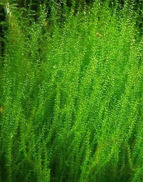 Mech Stringy Moss Kubek 10cm In Vitro Piękny Mech Stringy Moss Kubek 10cm In Vitro Piękny