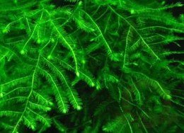 Mech Taiwan Moss Kubek 10cm In Vitro Piękny