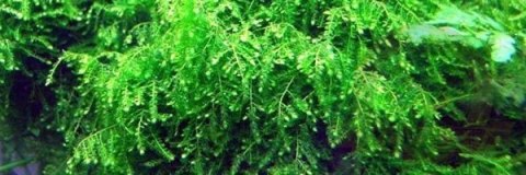 Mech Weeping Moss Kubek 10cm In Vitro Piękny Mech Weeping Moss Kubek 10cm In Vitro Piękny