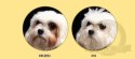 Nature's Protection Superior Care White Dogs Adult Small Breed With Lamb 1,5kg