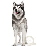 Royal Canin Joint & Ageing Chews Adult Supplements 240g