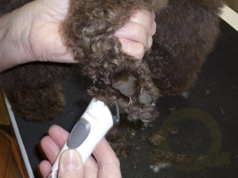 Aesculap Maszynka Do Strzyżenia Psów Exacta Akumulatorowa Biała Aesculap Maszynka Do Strzyżenia Psów Exacta Akumulatorowa Biała
