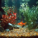 Kruger Meier Amber Glow Quartz 2-5 mm - Żwirek do akwarium 2kg