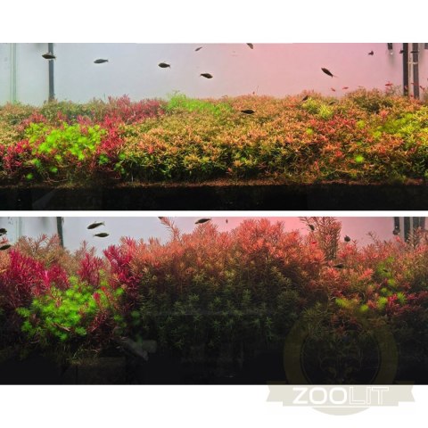 Neo Booster Plants FERTI 1000ml - nawóz dla roślin akwariowych dla początkujących Neo Booster Plants FERTI 1000ml - nawóz dla roślin akwariowych dla początkujących