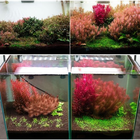 Neo Booster Plants FERTI 300ml - nawóz dla roślin akwariowych dla początkujących Neo Booster Plants FERTI 300ml - nawóz dla roślin akwariowych dla początkujących