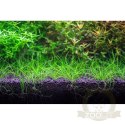 Neo Soil Plant Normal 3l - podłoże do akwarium roślinnego