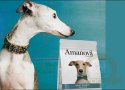 Amanova Dog Adult Exigent Iberian Pork - wieprzowina 2kg