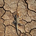 Aventerra Sweden LEOPARD Desert Brown 3kg - glina do terrarium