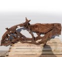 Malaysian Driftwood Giant XXXL - korzeń 150cm no.M34