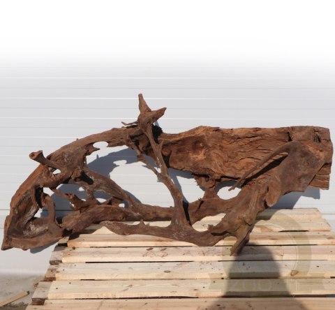 Malaysian Driftwood Giant XXXL - korzeń 150cm no.M34 Malaysian Driftwood Giant XXXL - korzeń 150cm no.M34