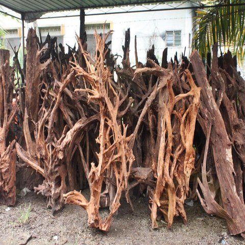 Malaysian Driftwood Giant XXXL - korzeń 150cm no.M34 Malaysian Driftwood Giant XXXL - korzeń 150cm no.M34