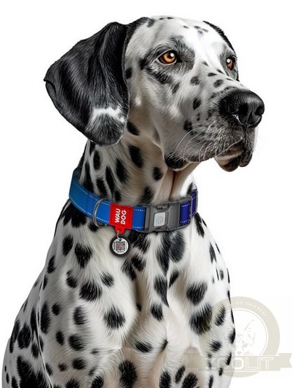 Collar WauDog Nylon Mono Obroża nylonowa odblaskowa z QR-paszportem, plastikowy fastex, L 25mm/33-49cm niebieska Collar WauDog Nylon Mono Obroża nylonowa odblaskowa z QR-paszportem, plastikowy fastex, L 25mm/33-49cm niebieska