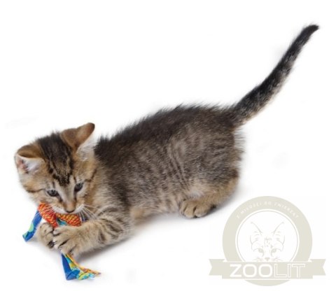 Petstages Gryzaki do higieny zębów kota PS326 Petstages Gryzaki do higieny zębów kota PS326