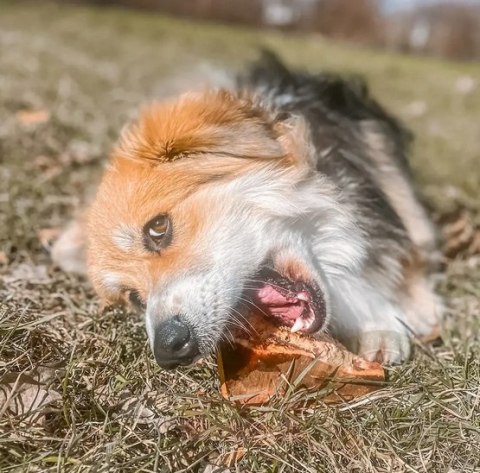 4DOGS Gryzak z korzenia drzewa wrzosowego XL 4DOGS Gryzak z korzenia drzewa wrzosowego XL