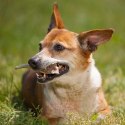 4DOGS Gryzak z poroża S hard