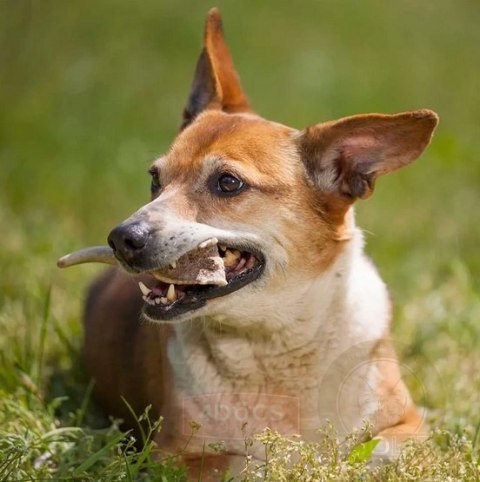 4DOGS Gryzak z poroża S hard 4DOGS Gryzak z poroża S hard